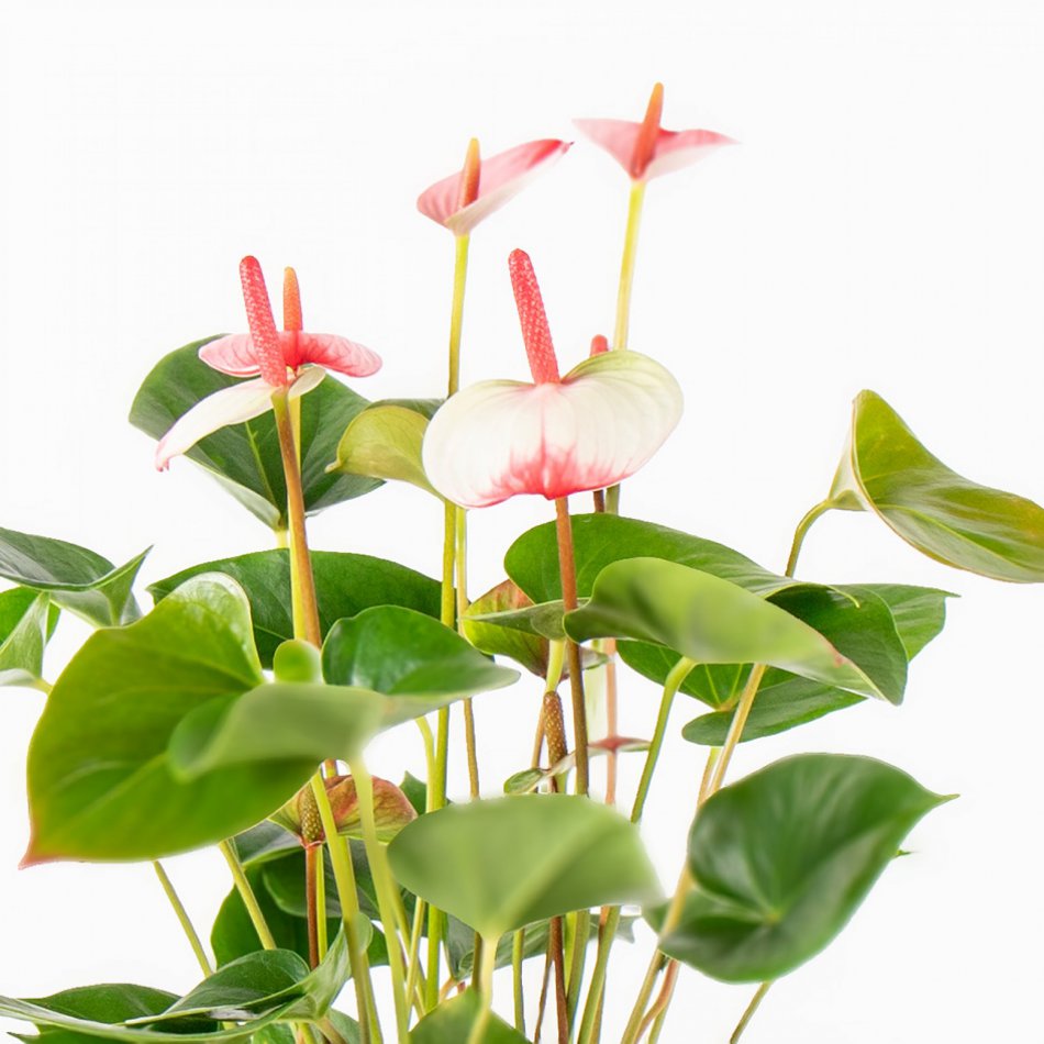 Plant Anthurium roze