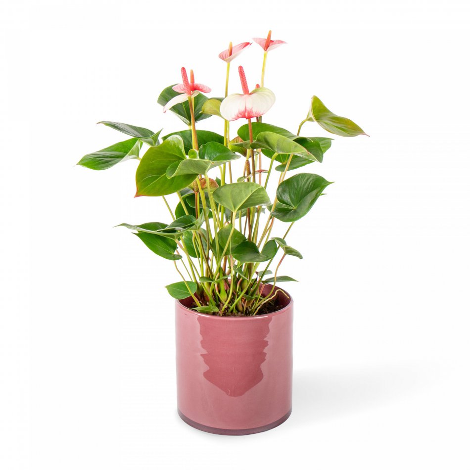Plant Anthurium roze