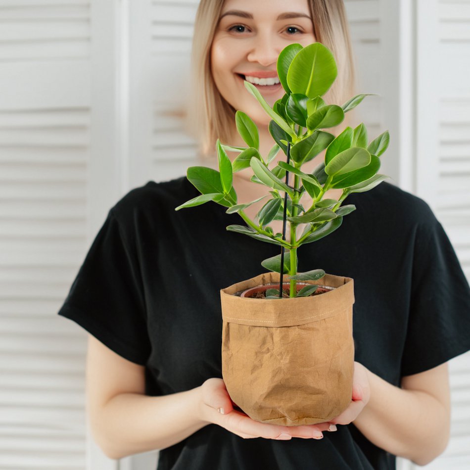 Plant Clusia