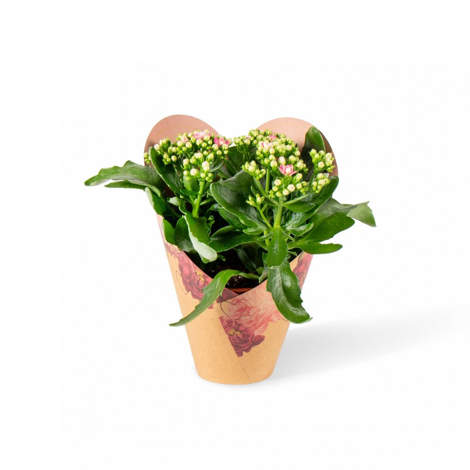 Plant Kalanchoë