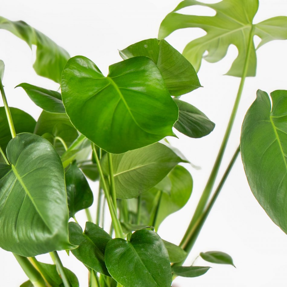 Plant Monstera Delic